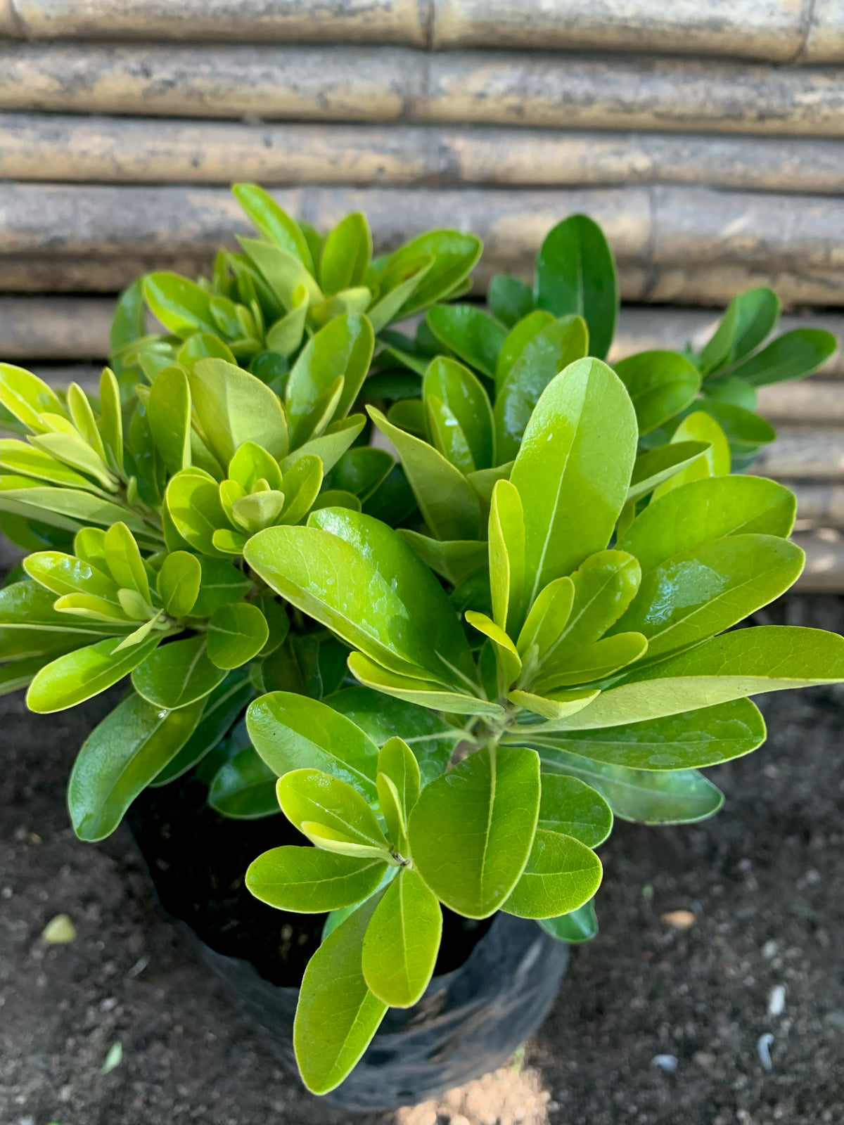 Pitosporo Tobira Enano - Pittosporum Tobira nana (0.15-0.25m)