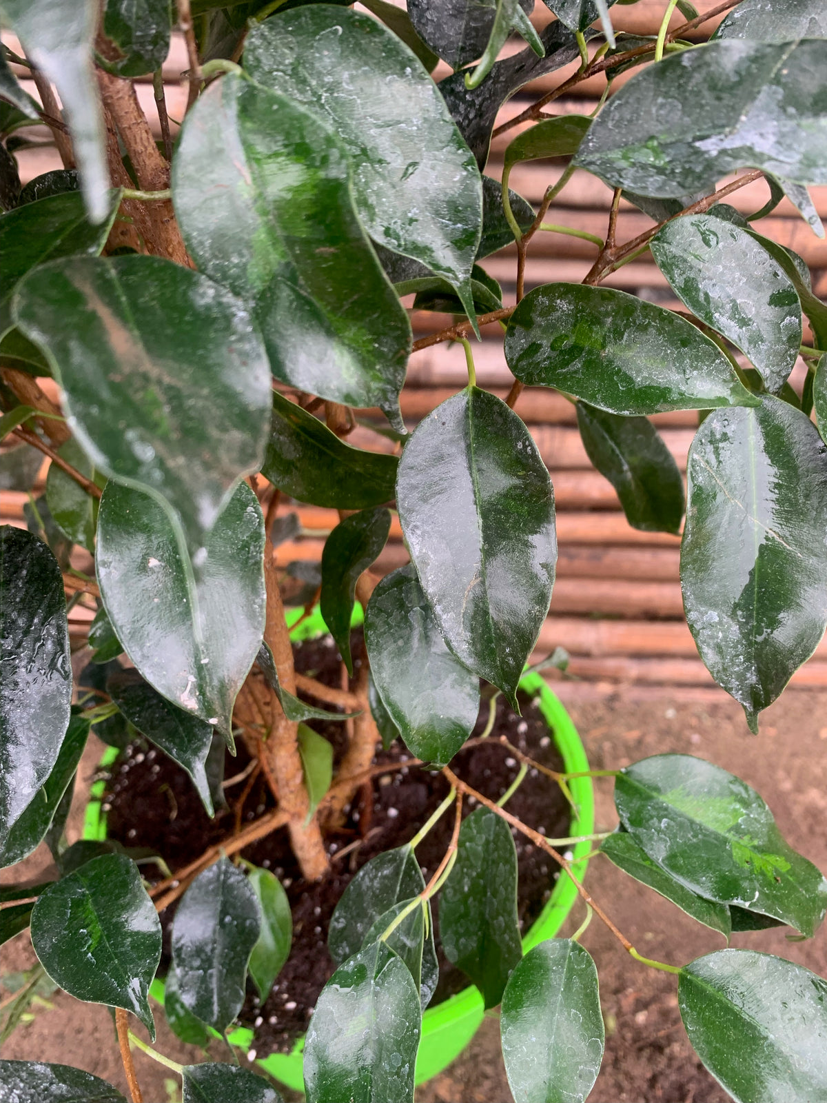 Ficus Danielle (0.6 m)