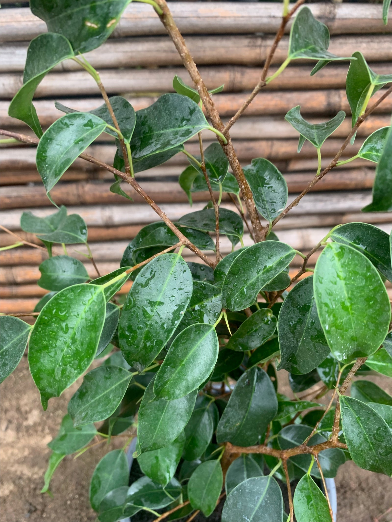 Ficus Danielle (0.5-0.7m)