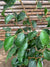 Ficus Danielle (0.5-0.7m)