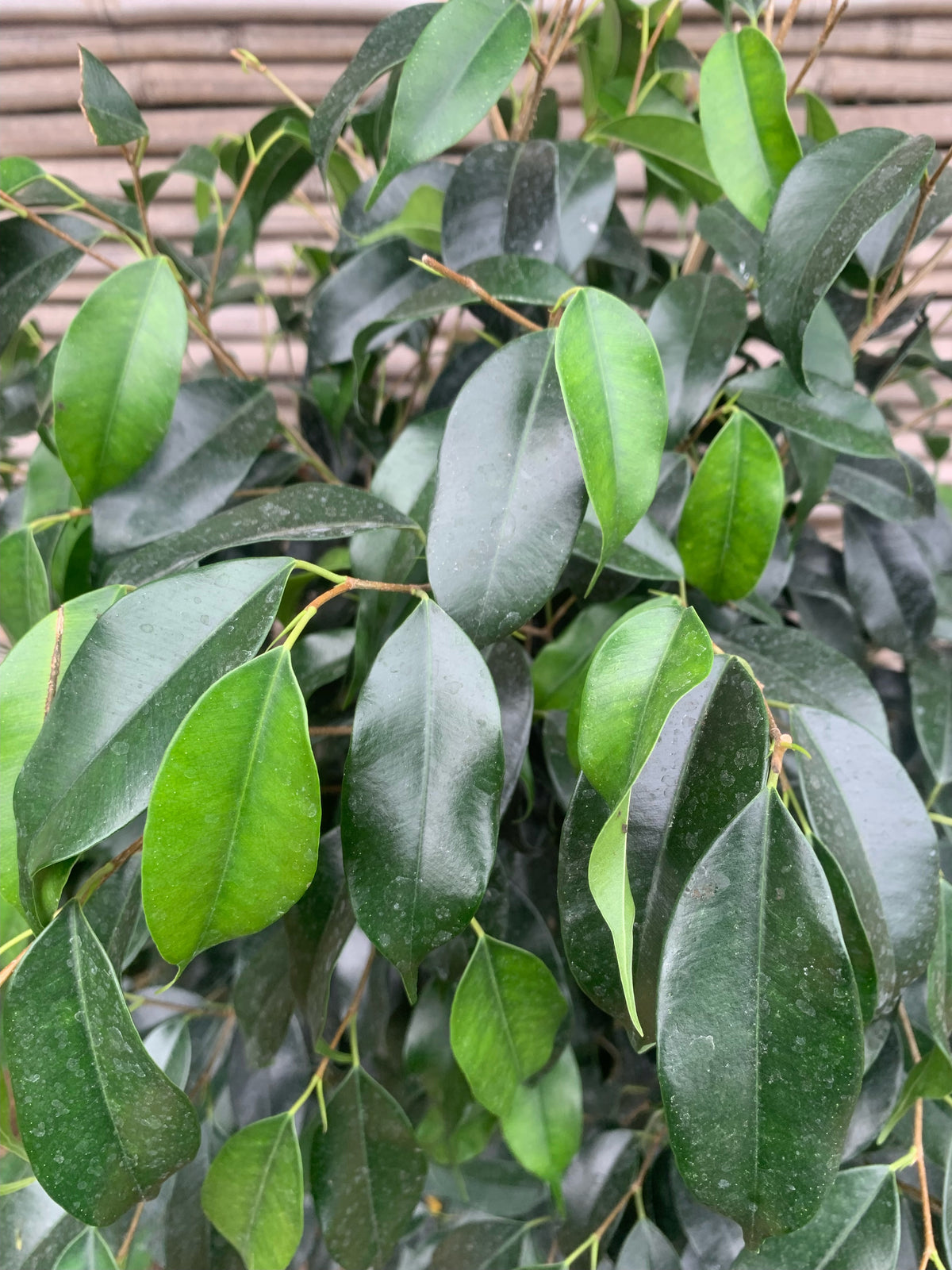 Ficus Danielle (0.8 m)