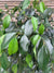 Ficus Danielle (0.8 m)