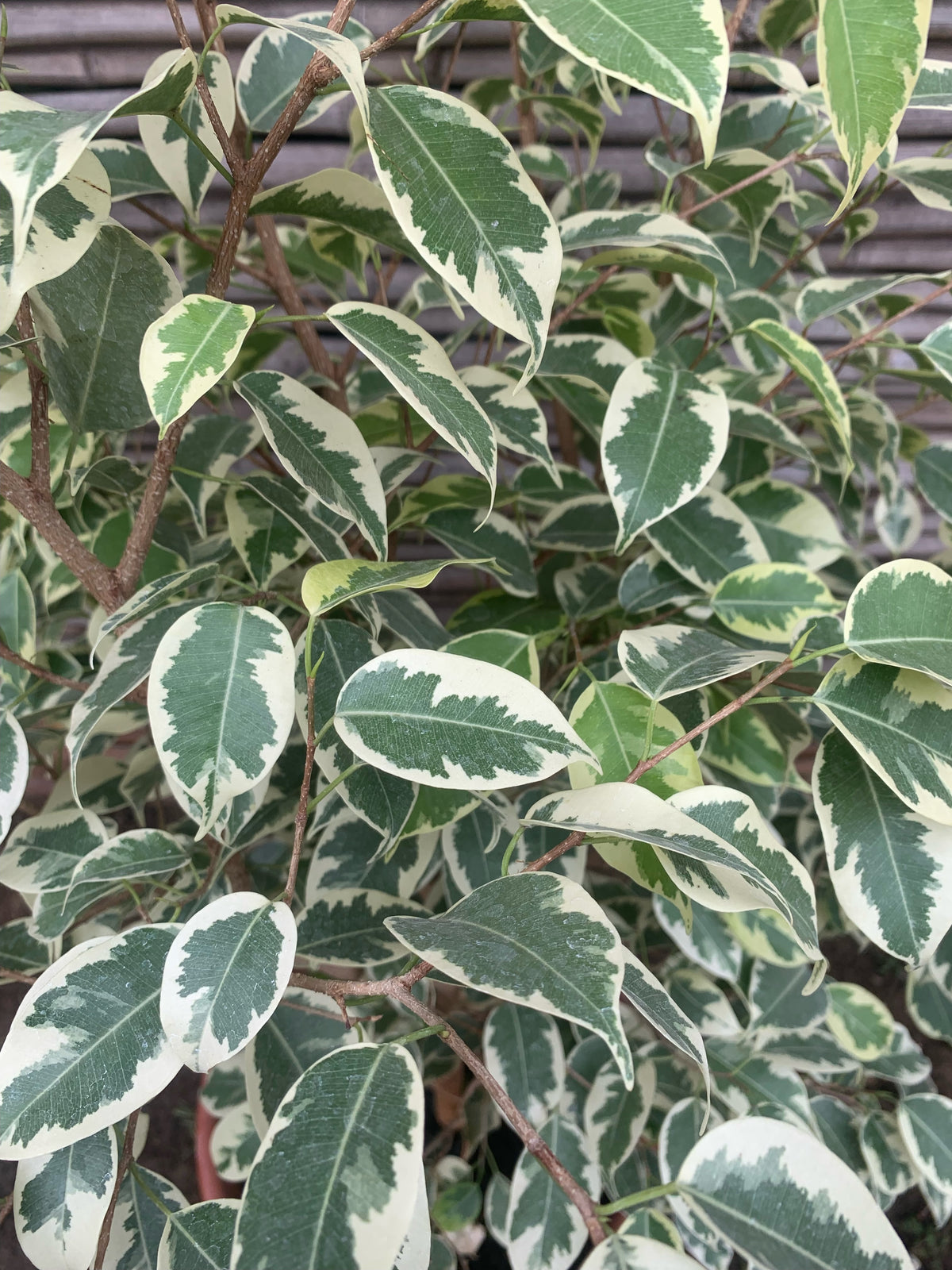 Ficus variegado (0.8 m)