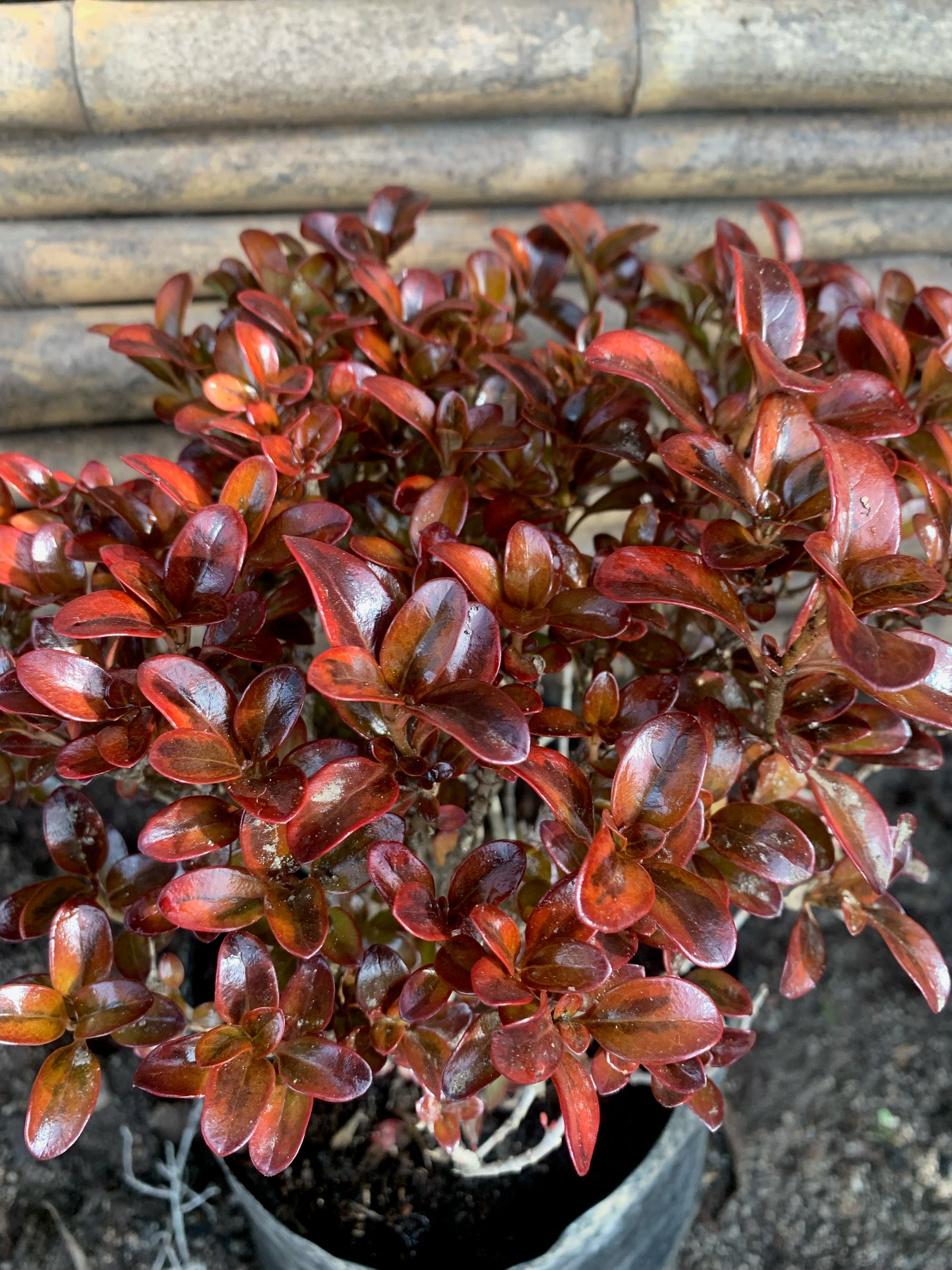 Coprosma Bronce (0.3-0.5m))
