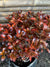 Coprosma Bronce (0.3-0.5m))