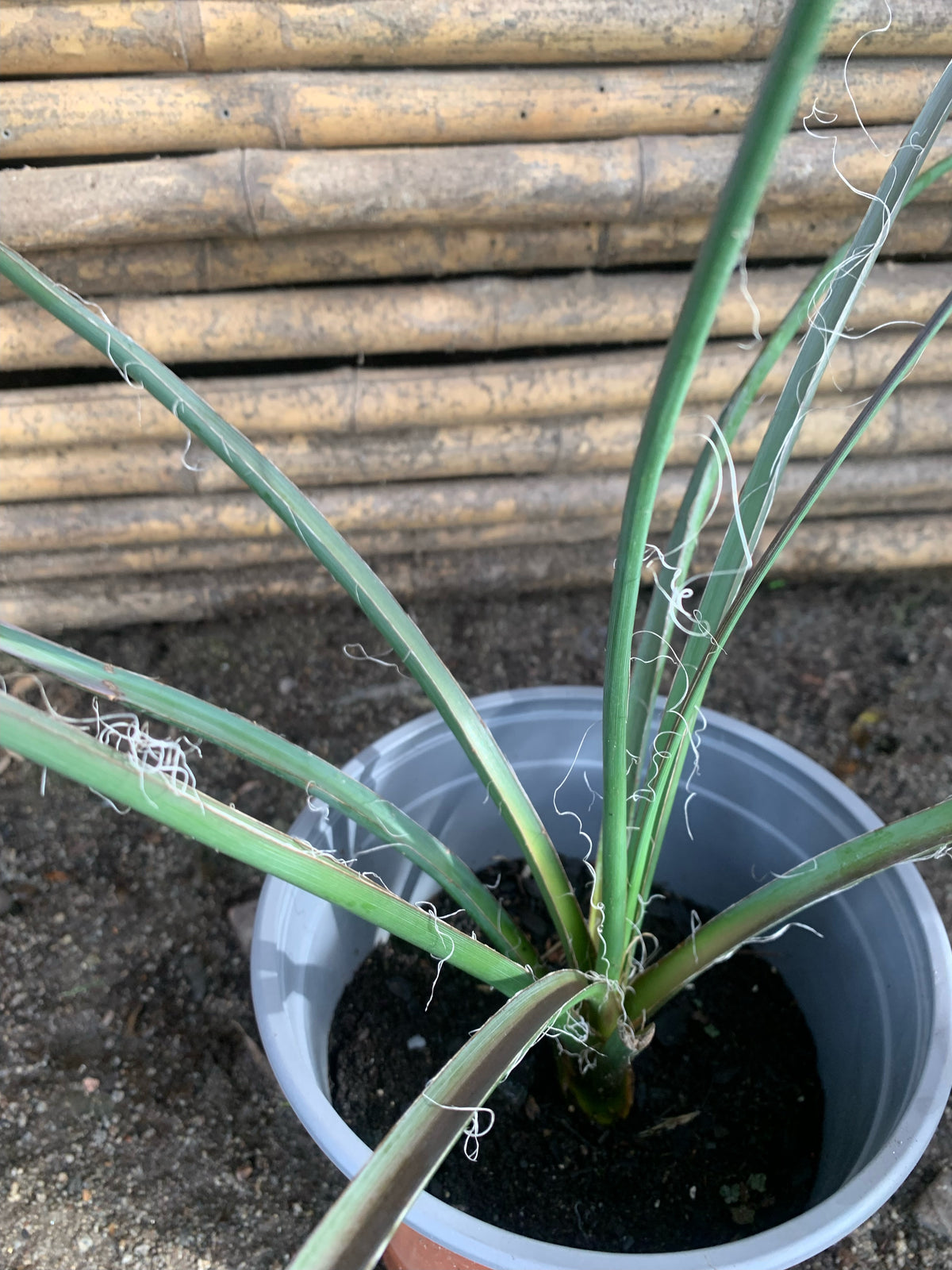 Hesperaloe