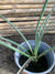 Hesperaloe