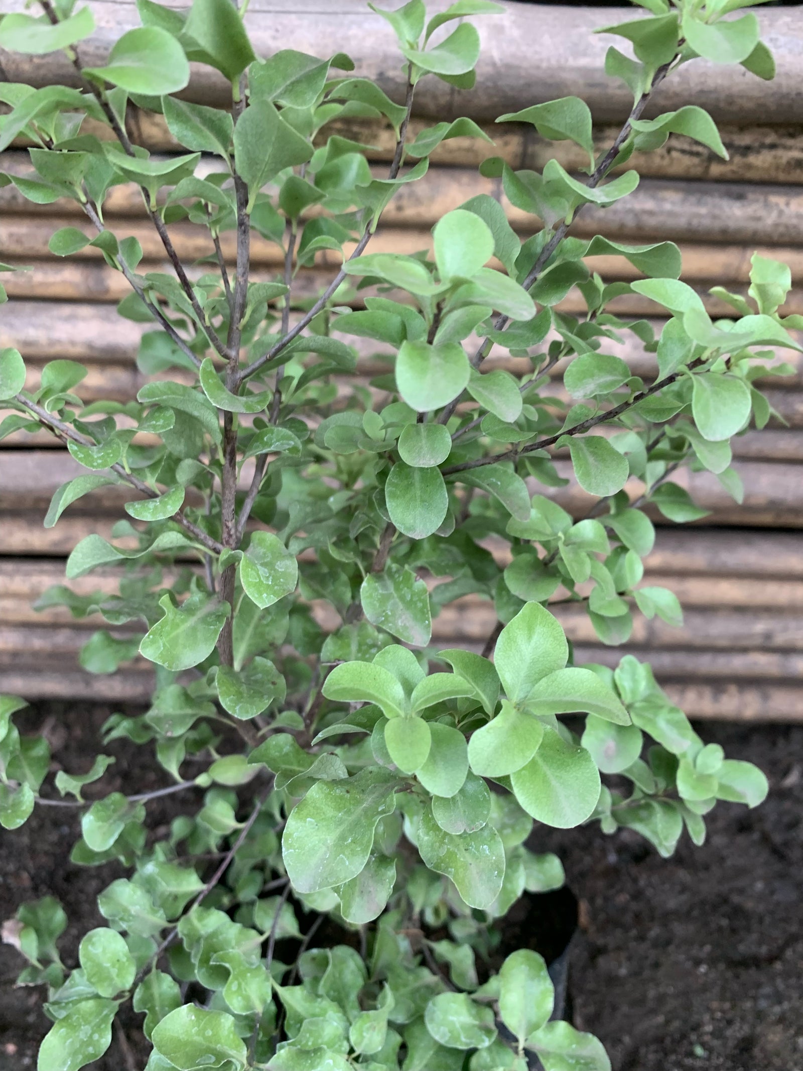 Pitosporo Nigricans - Pittosporum Nigricans (0.3-0.5 m)