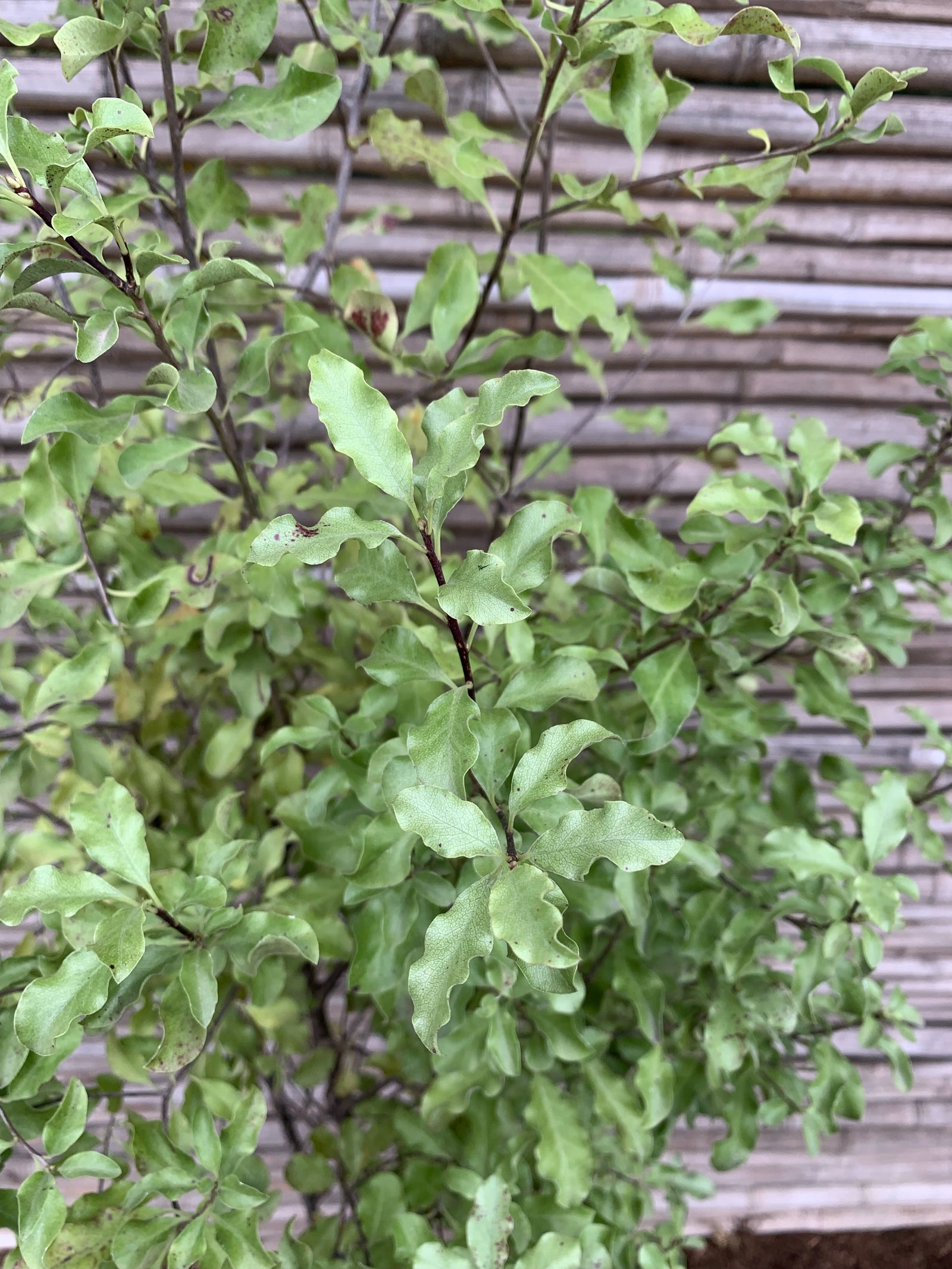 Pitosporo Nigricans - Pittosporum Nigricans (1.3-1.7m)