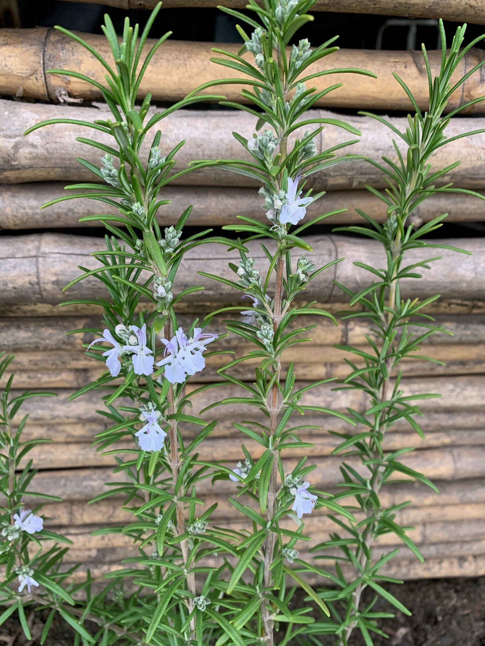 Romero Arbustivo - Romarius Officinalis (Blanco)