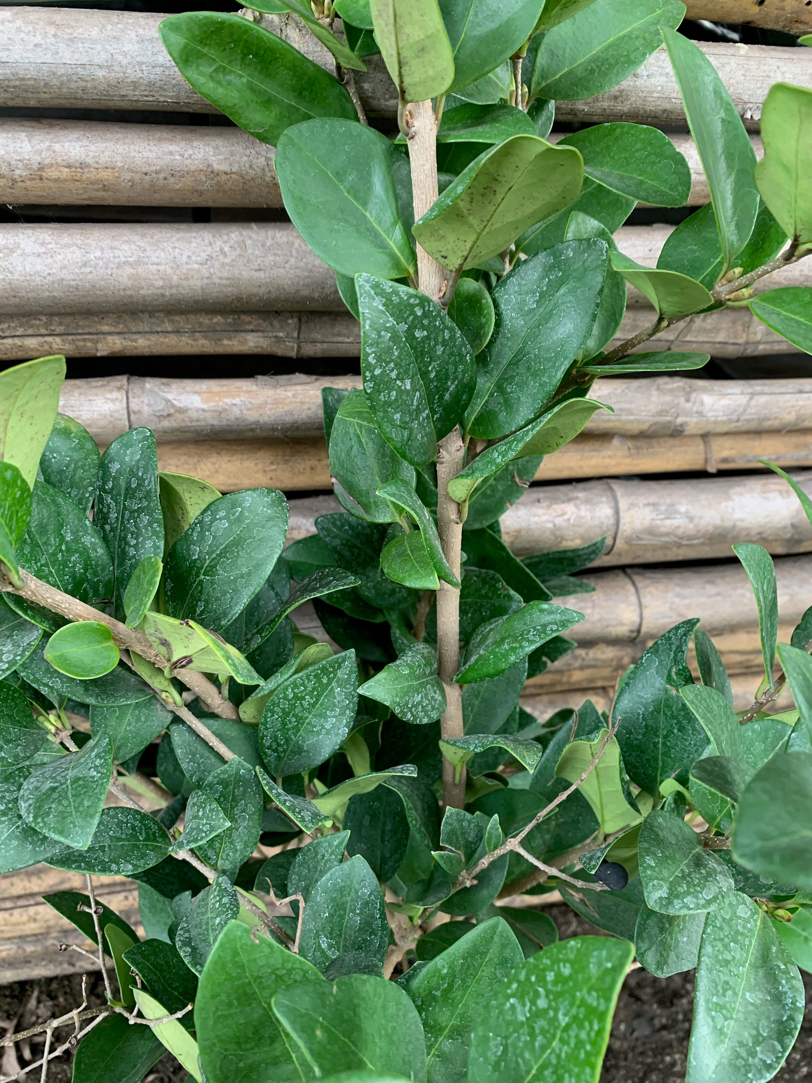 Ligustro Compacto - Ligustrum compactum japonicum