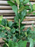Ligustro Compacto - Ligustrum compactum japonicum