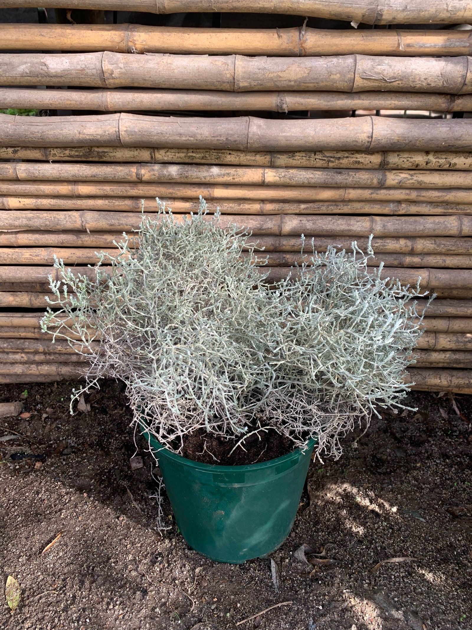 Colchón de Plata - Leucophyta