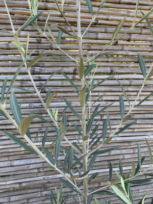 Olivo (Grande)