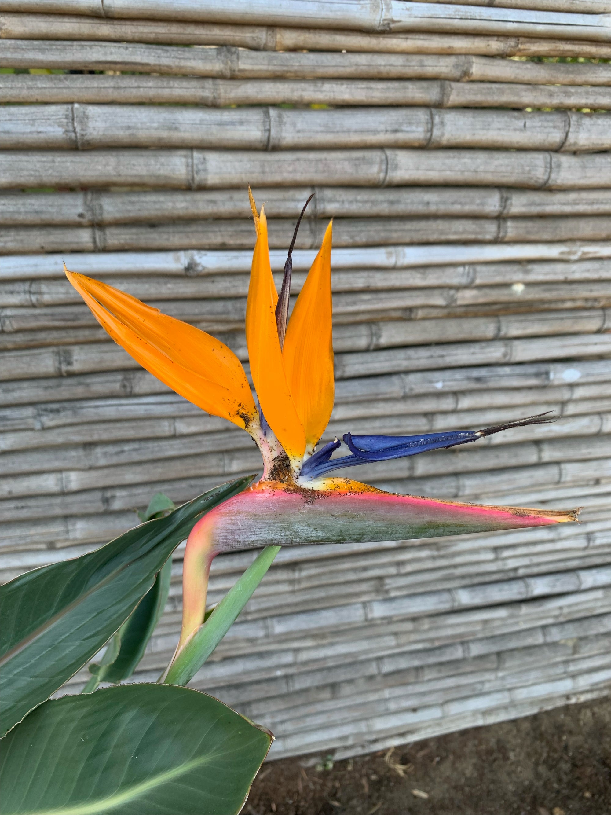 Ave del Paraíso - Strelitzia nicolai