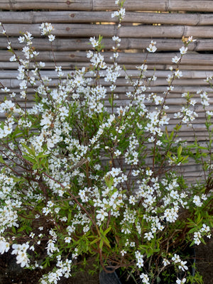 Spirea Thumbergii