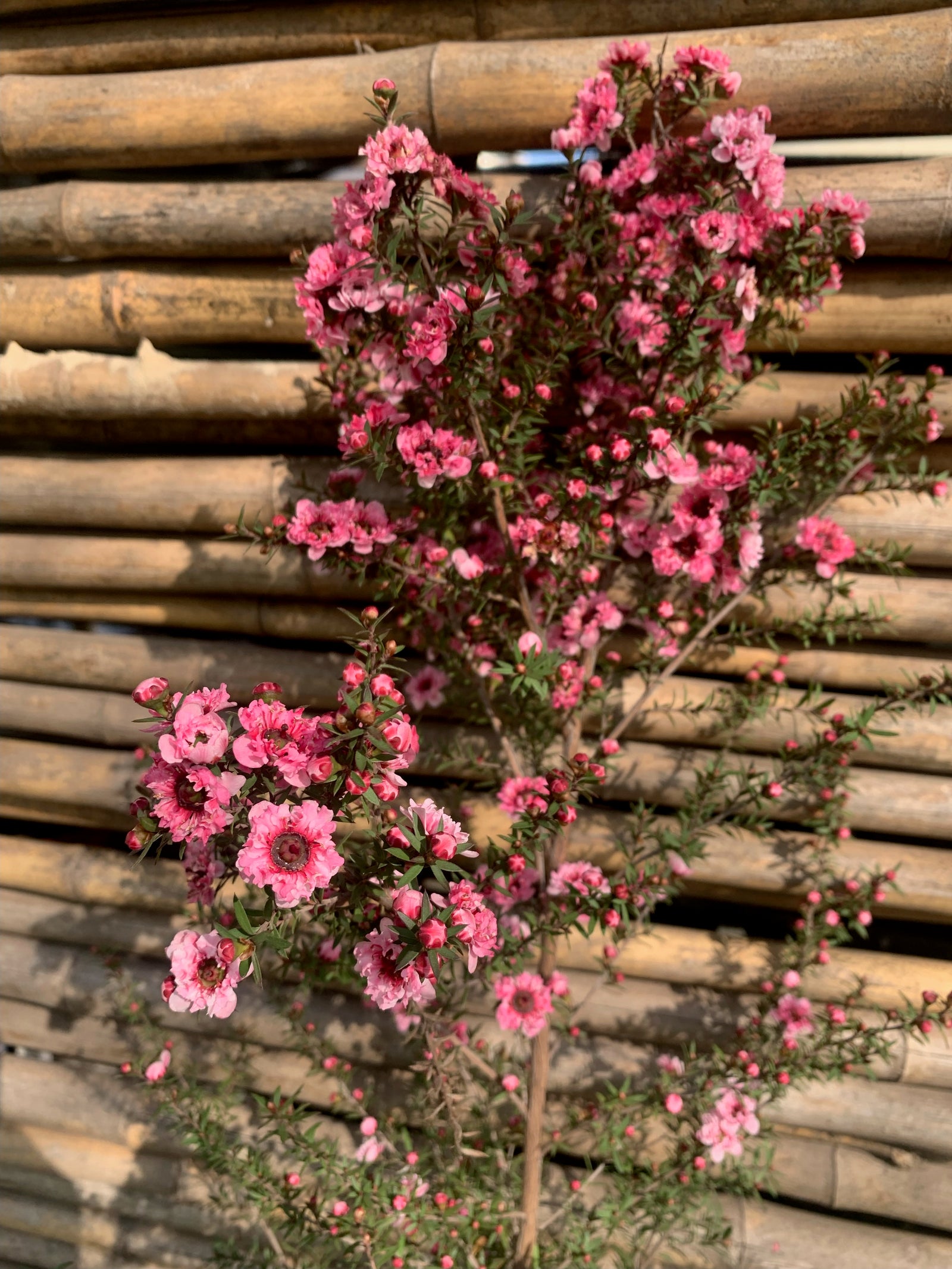 Leptospermum - Leptospermum scoparium rojo