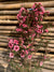 Leptospermum - Leptospermum scoparium rojo