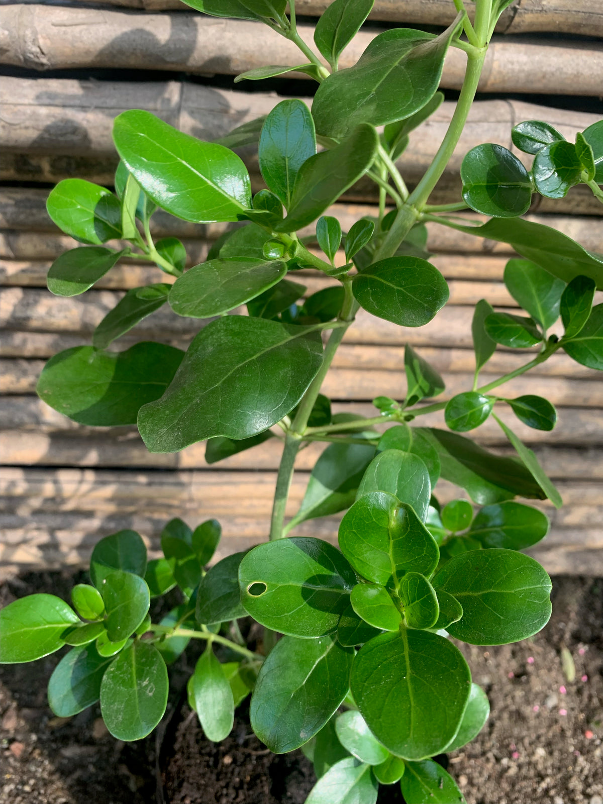 Coprosma Verde - Coprosma Baueri