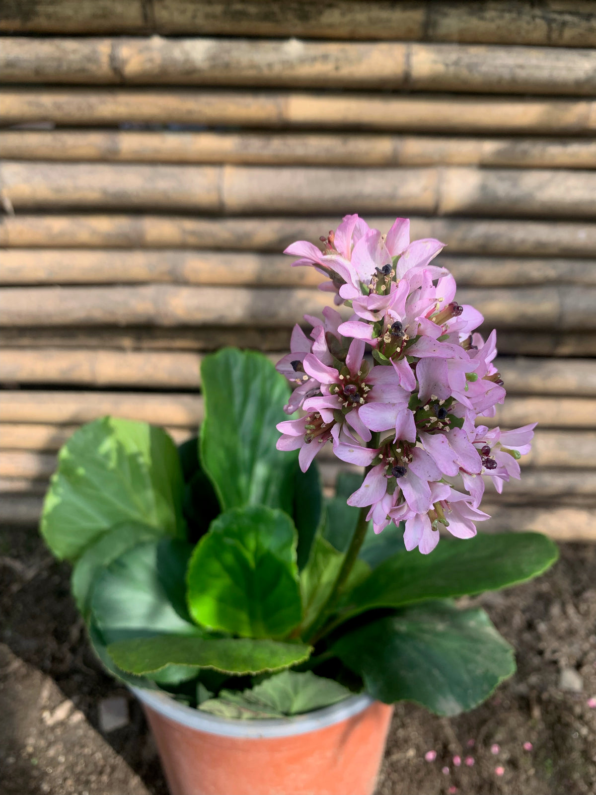 Hortensia de Invierno -  Bergenia crassifolia