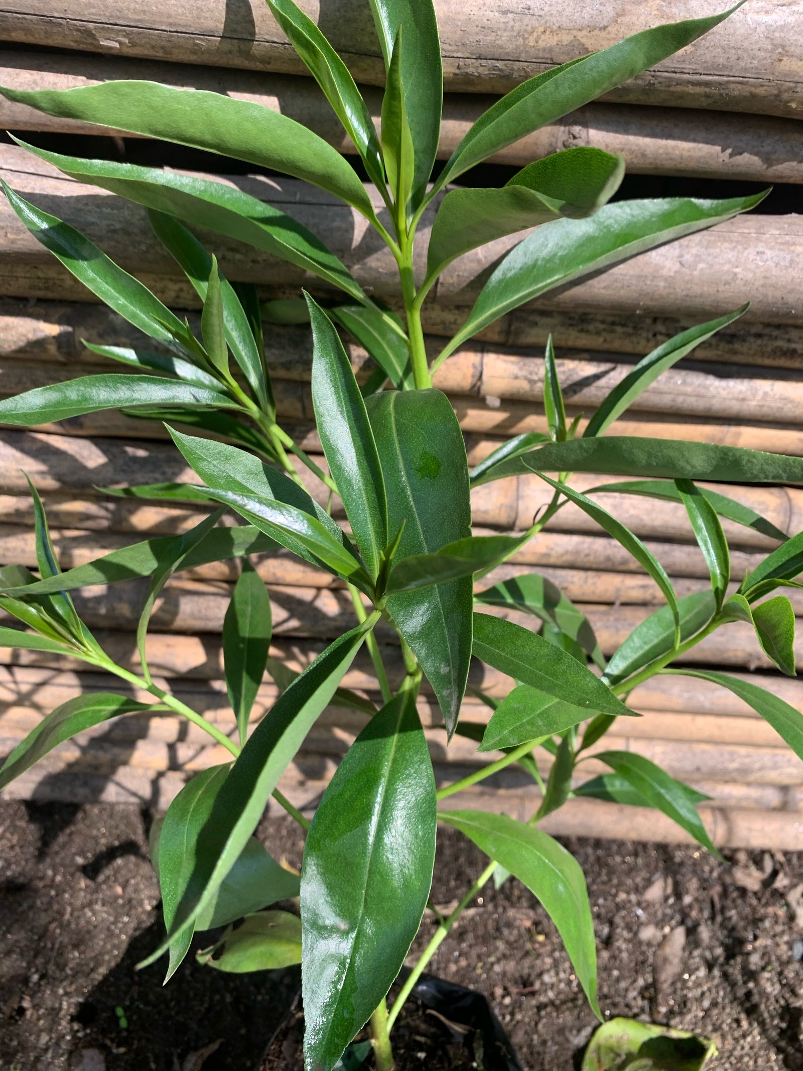 Miósporo Arbustivo - Myoporum laetum (0.3-0.4m)