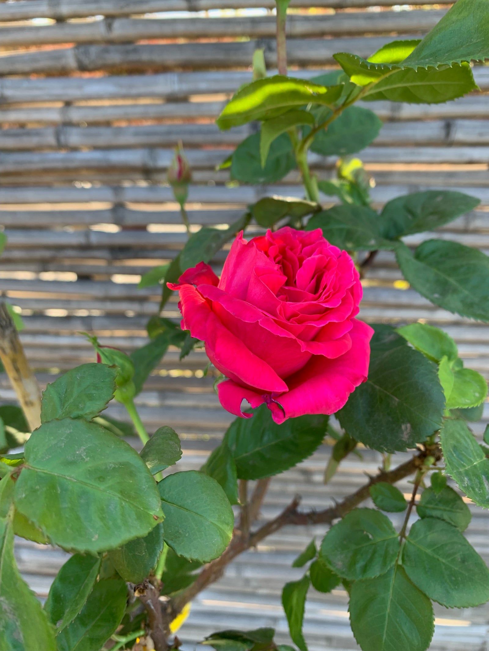 Rosa de Pie Alto -  DIFERENTES COLORES