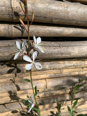 Gaura Blanca