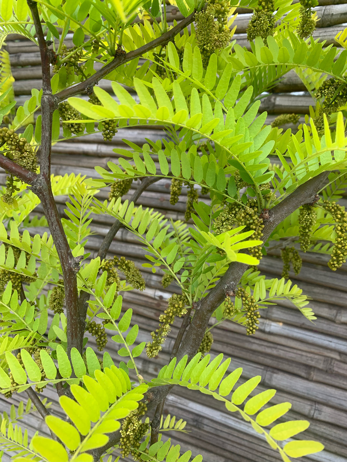 Gleditsia tricanthos