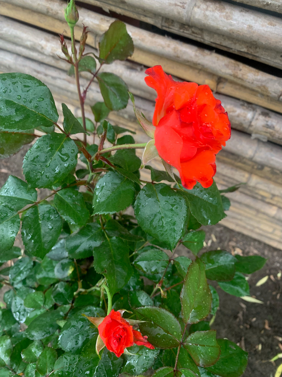Rosa Disco Dancer (Naranja)
