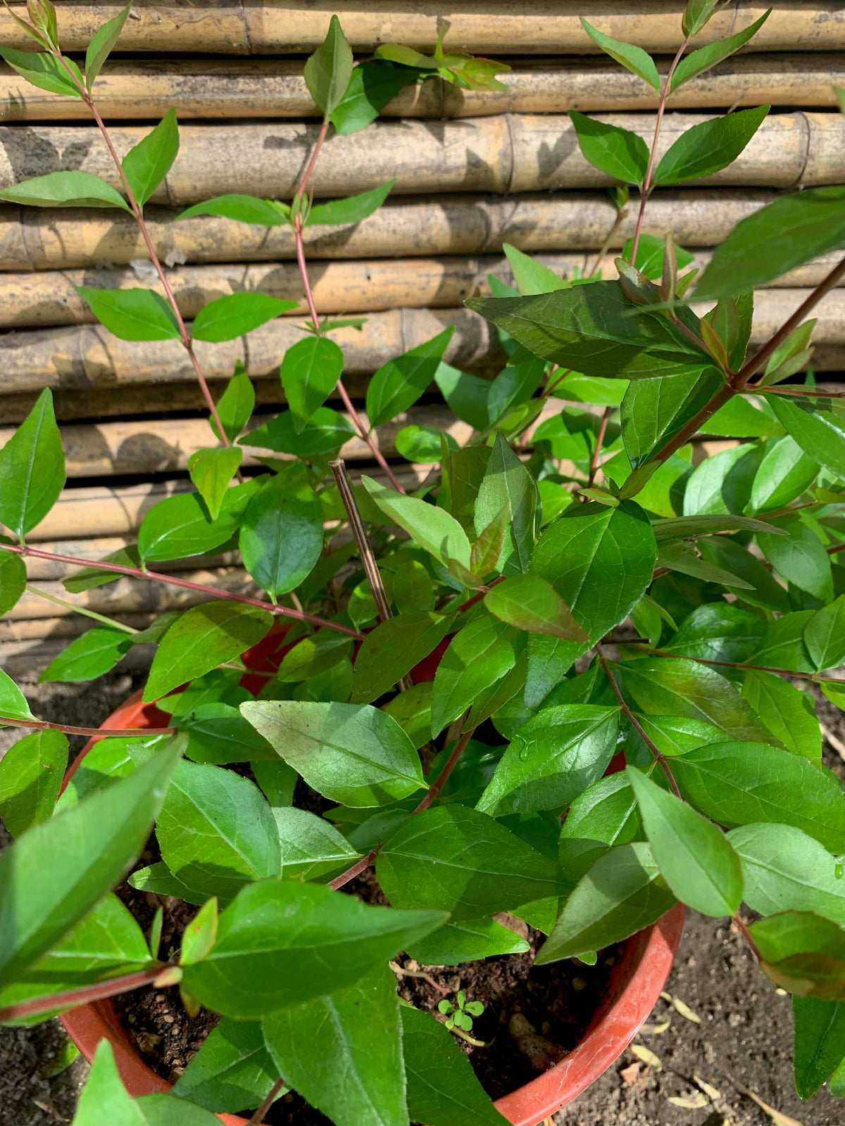 Abelia Arbustiva - Abelia Grandifolia (2)