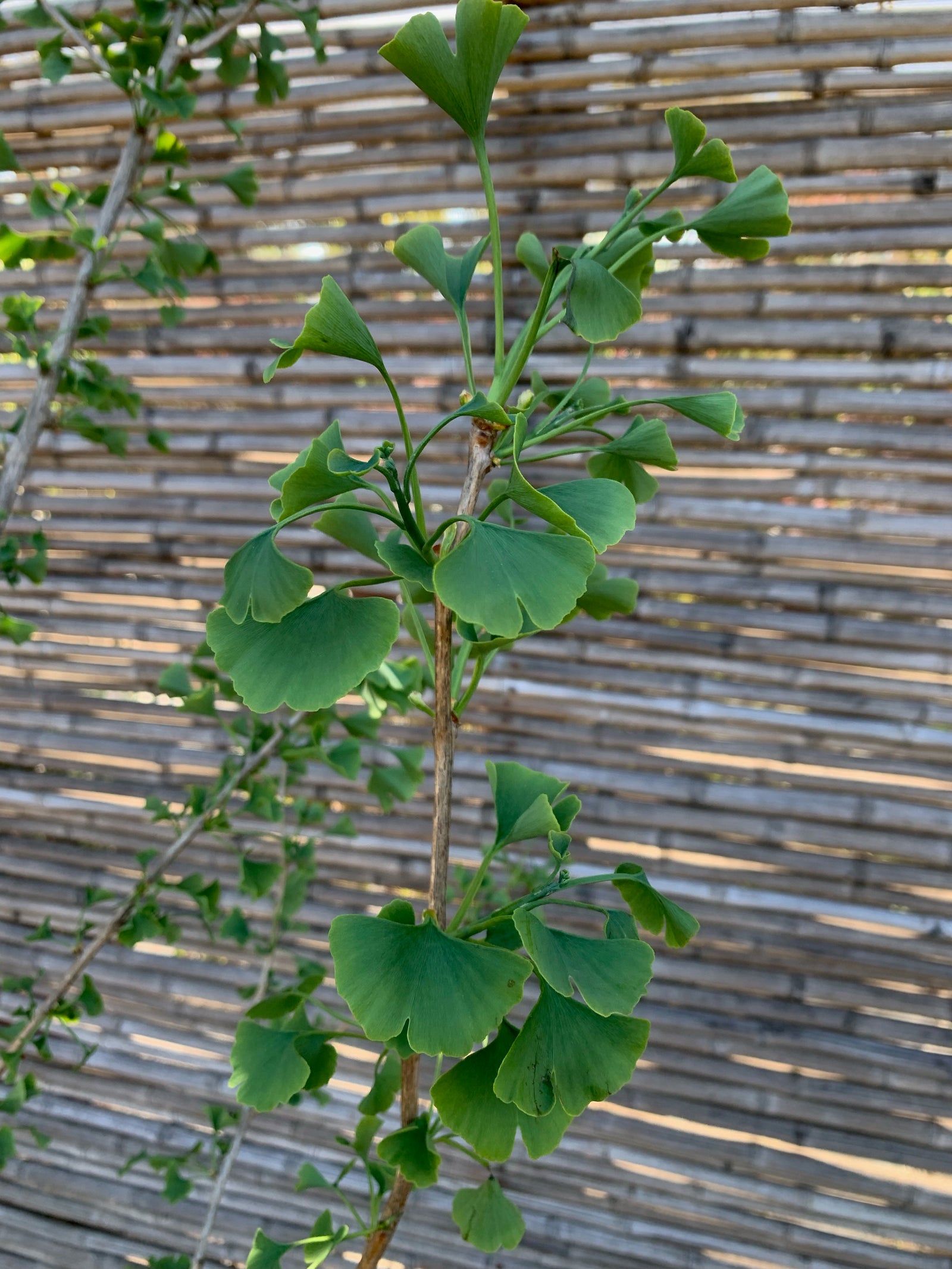 Ginkgo biloba (2.0-2.4m)