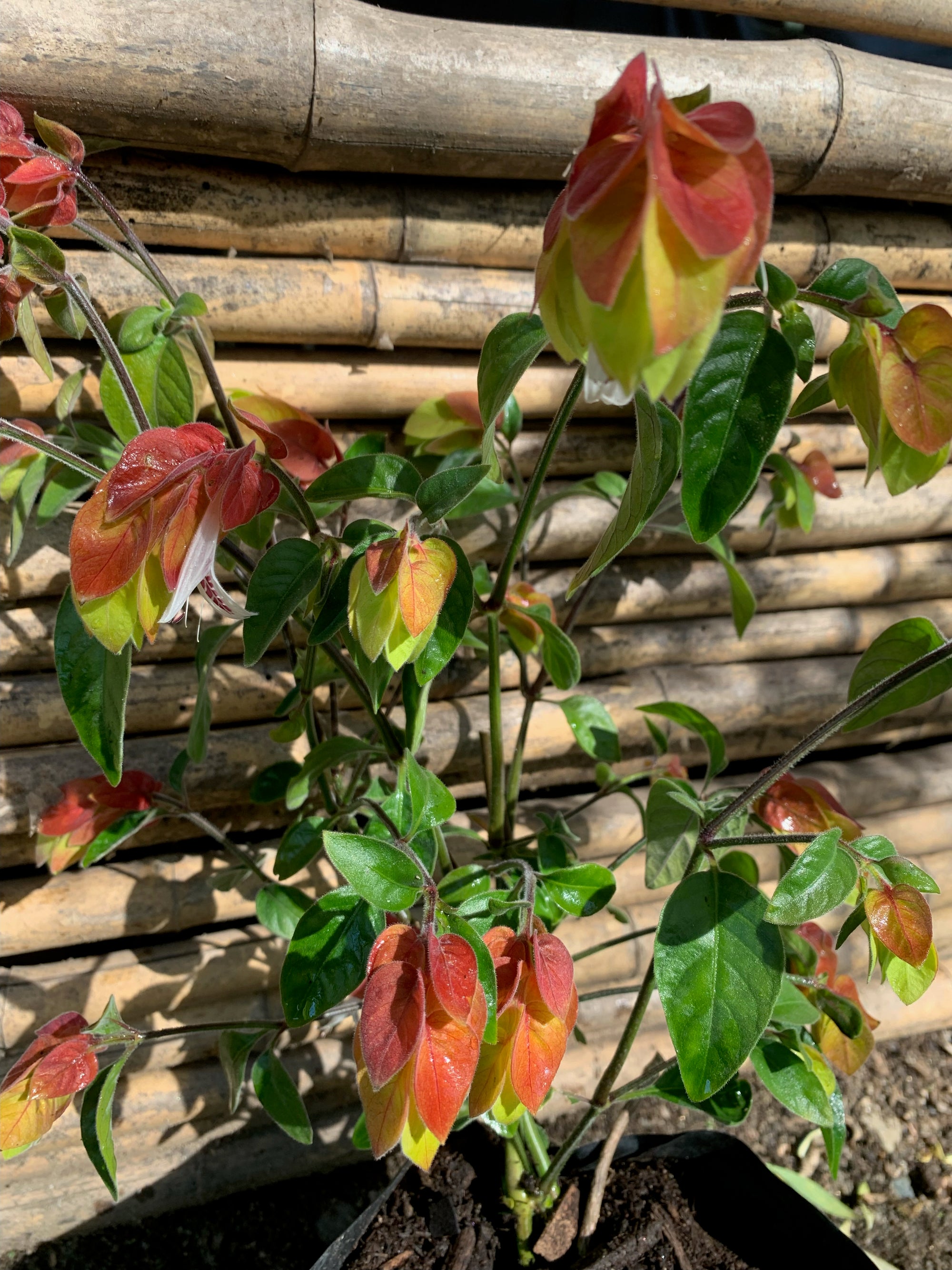 Beloperone - Justicia brandegeeana