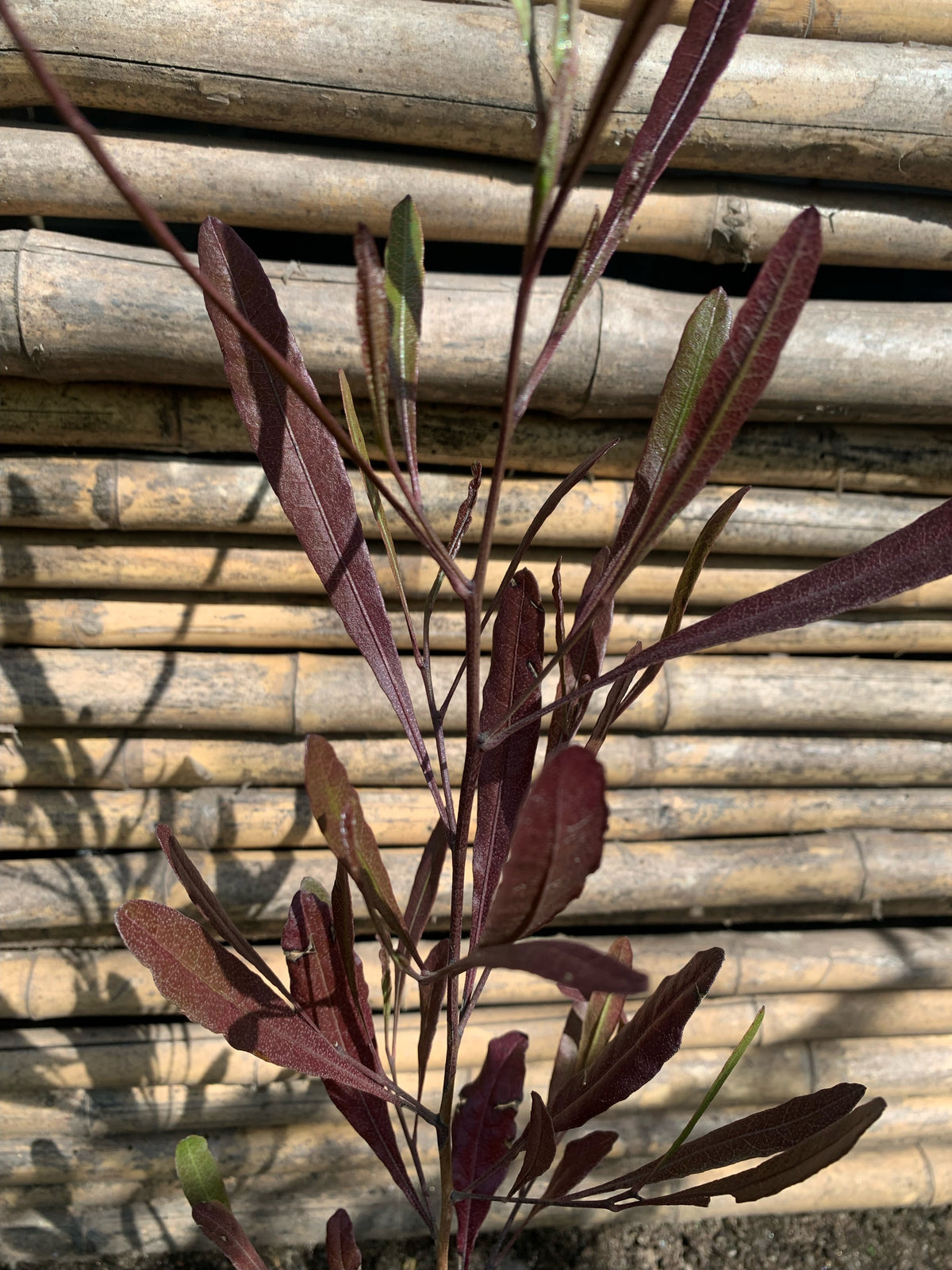 Stenocarpus Rojo - Stenocarpus Atropurpurea (0.4-0.6m)