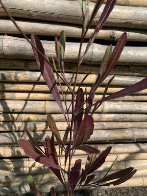 Stenocarpus Rojo - Stenocarpus Atropurpurea (0.4-0.6m)