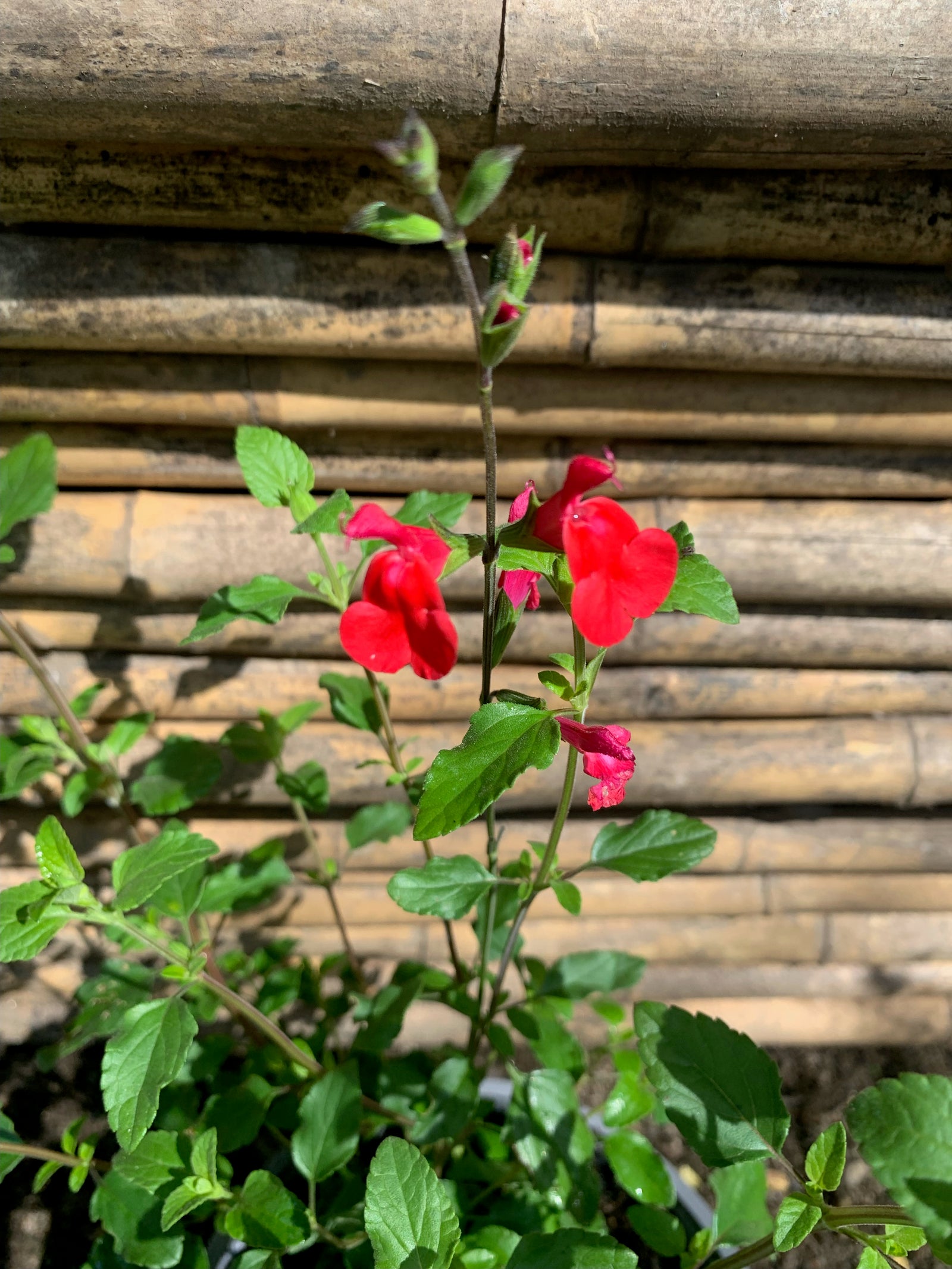 Salvia magellanica