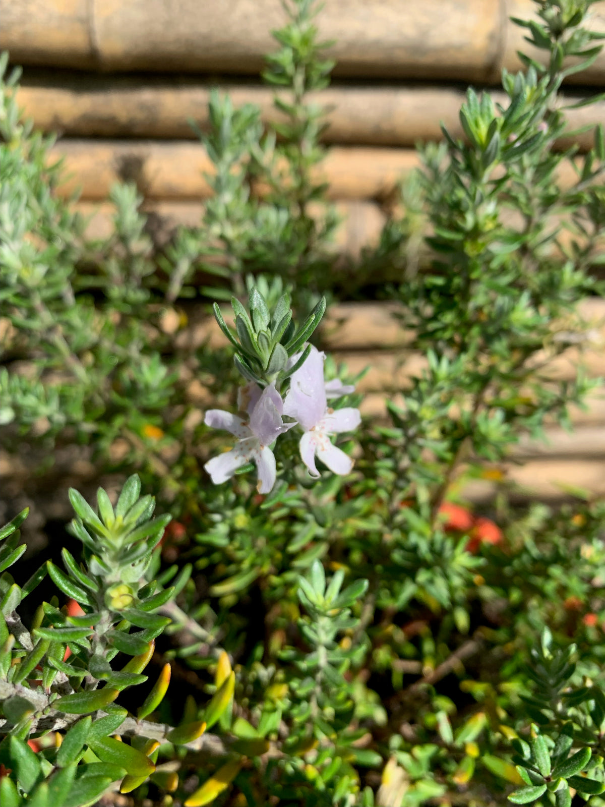 Westringia Blanca (0.15 cm)