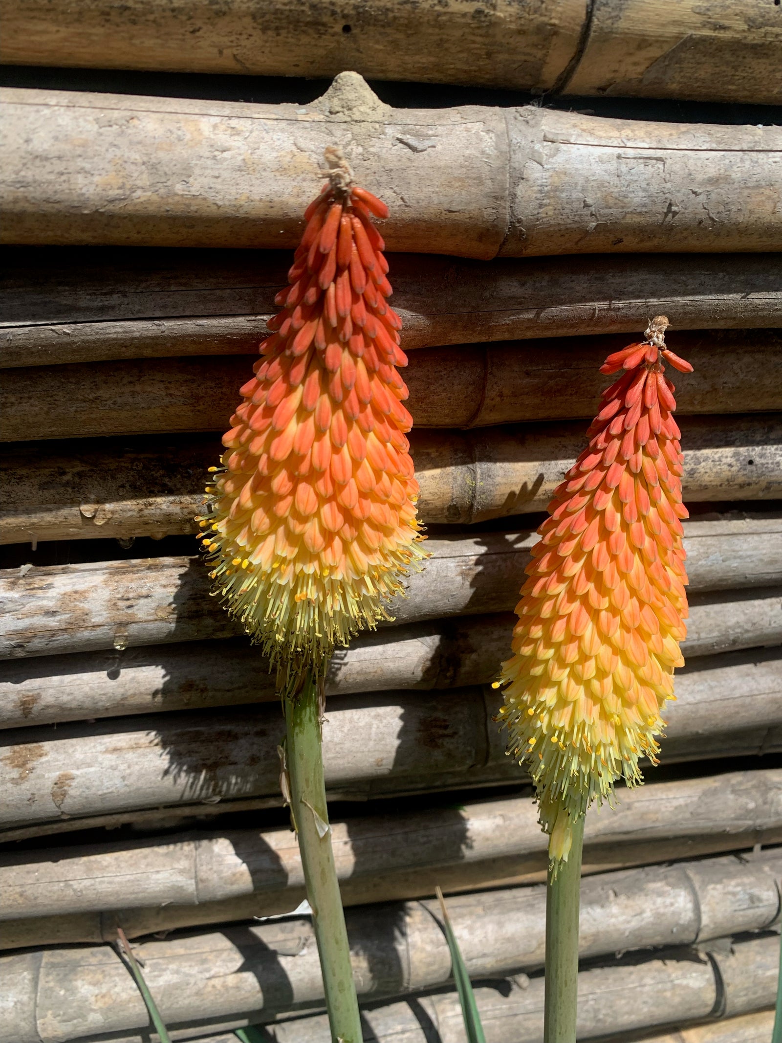 Tritoma - Kniphofia uvaria