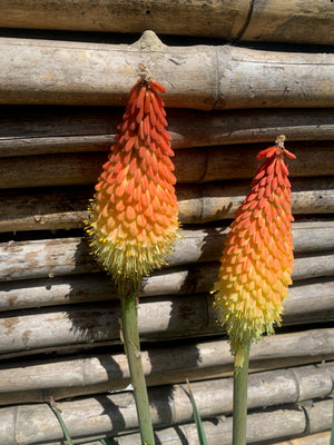 Tritoma - Kniphofia uvaria