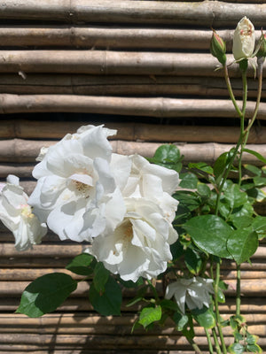 Rosa Iceberg  (blanca)