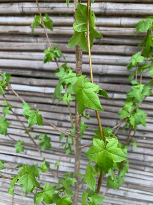 Liquidambar (1.6-1.8m)