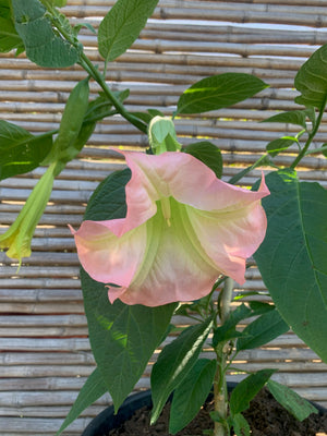 Floripondio - Brugmansia arborea