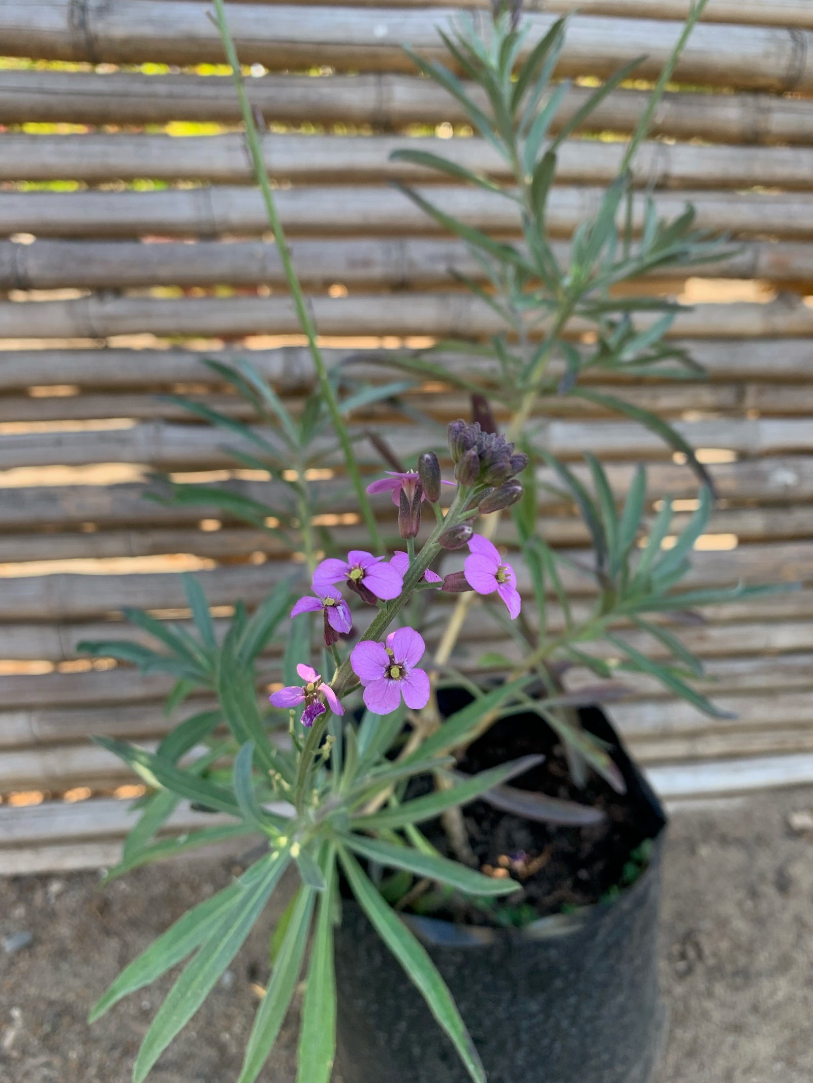 Erysimum Lila
