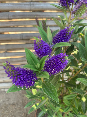 Verónica  - Hebe speciosa