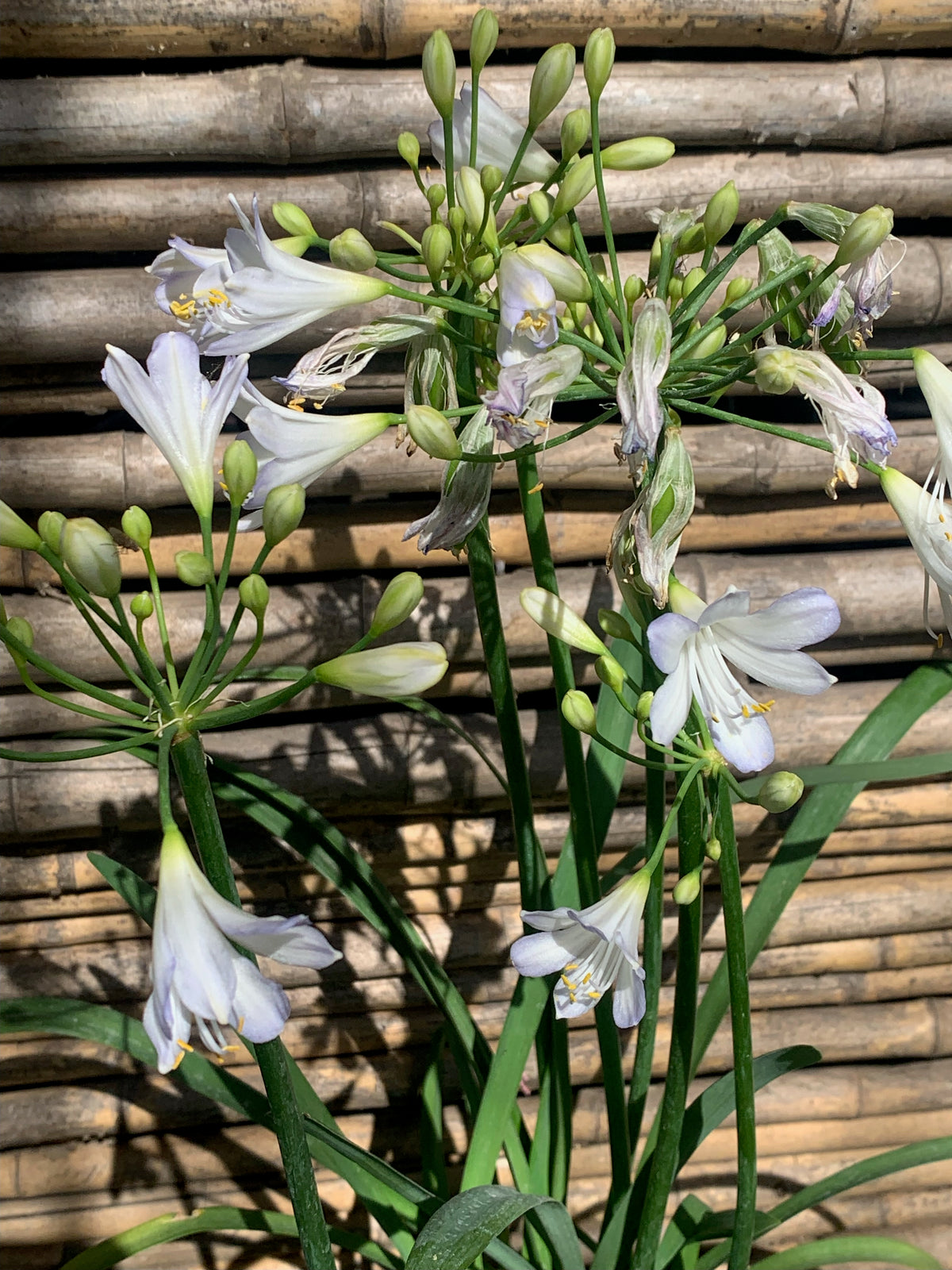 Agapanto Enano (Blanco)