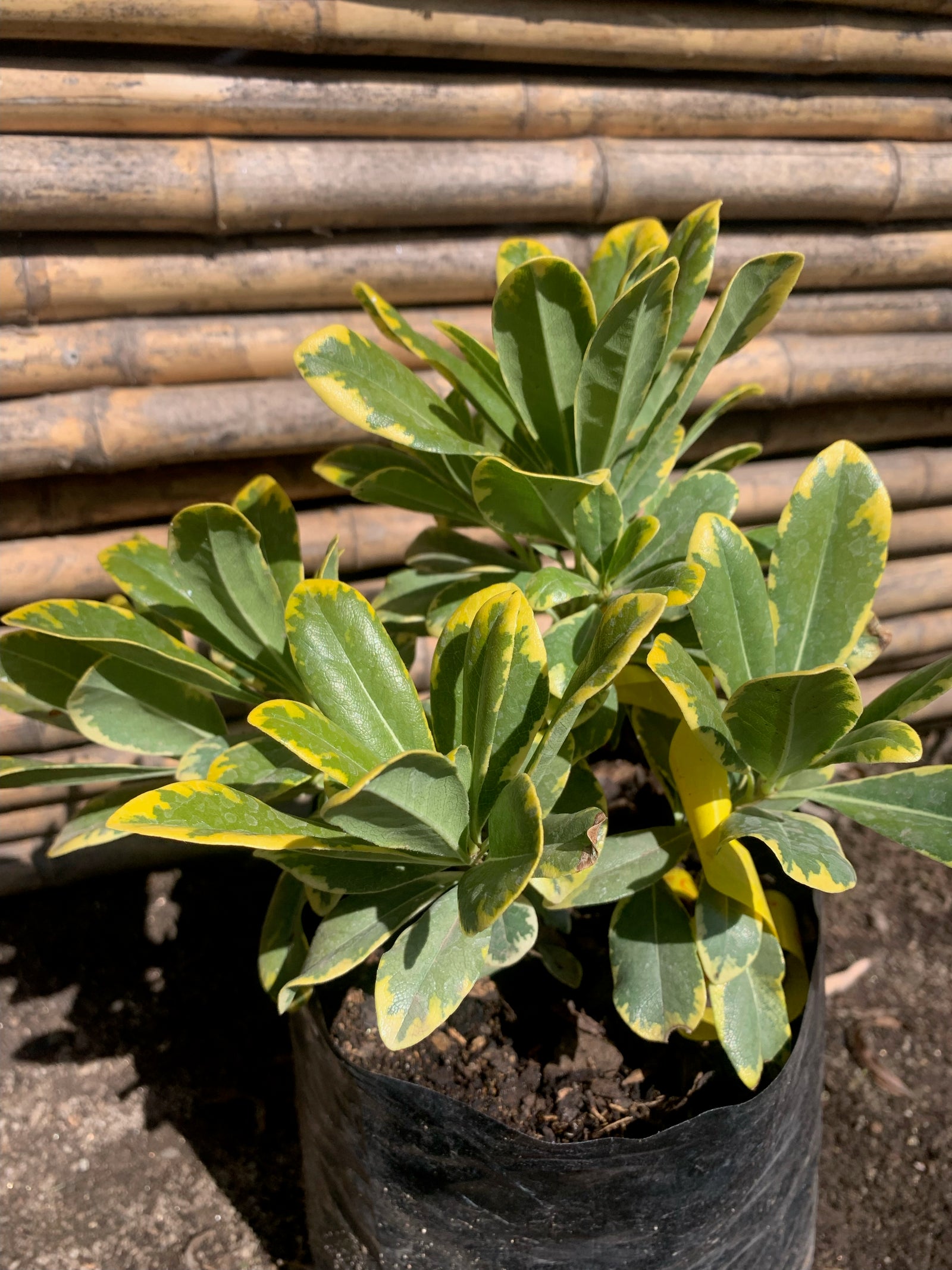 Pitosporo Tobira Enano Variegado - Pittosporum Tobira nana var.