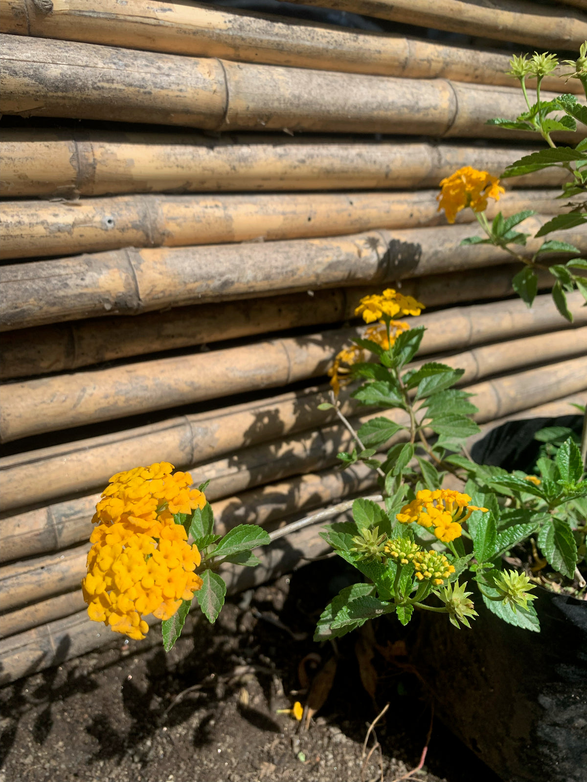 Lantana Rastrera (Amarilla)