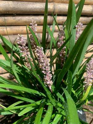 Liriope muscari