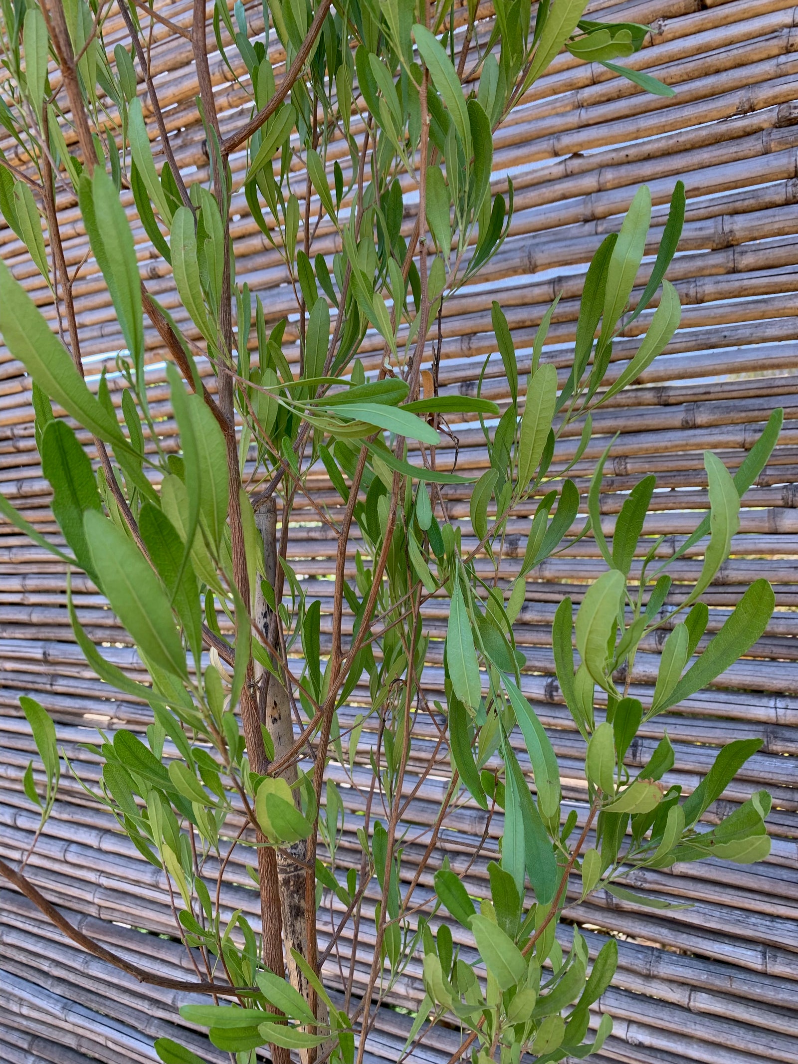 Stenocarpus Verde - Dodonaea Viscosa (3)