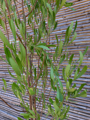 Stenocarpus Verde - Dodonaea Viscosa (3)