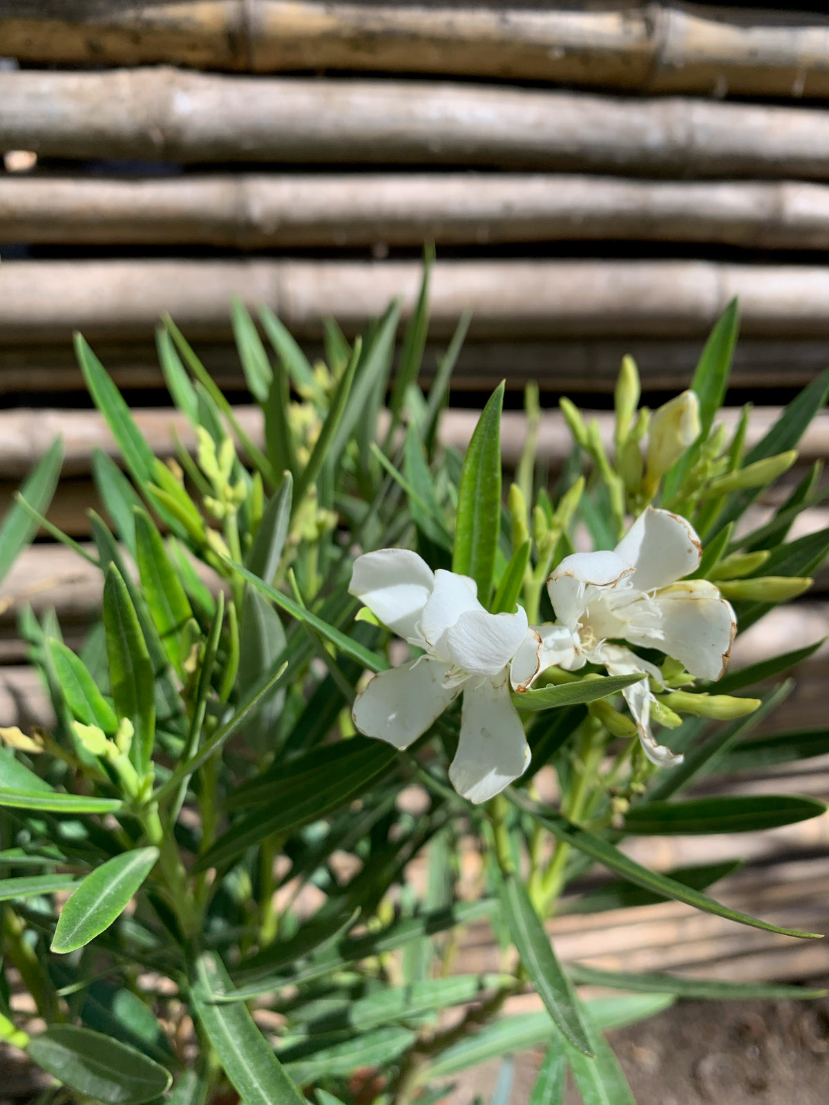 Laurel de Flor Enano (blanca) - Nerium olender  (0.5-0.6m)